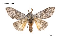 藏品(線茸毒蛾)的圖片